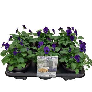 Bild von Viola P12 New Blue Blotch